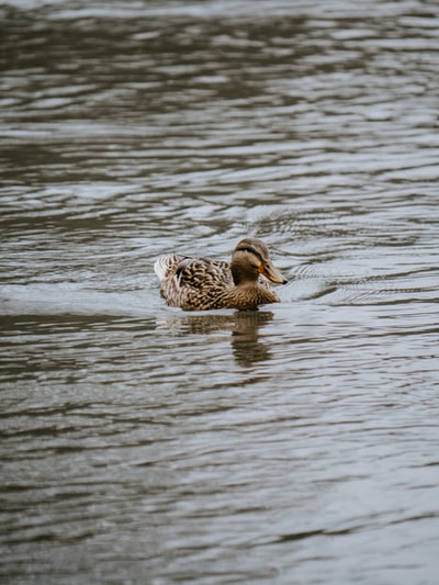 选择性焦点摄影的棕色鸭水白天
